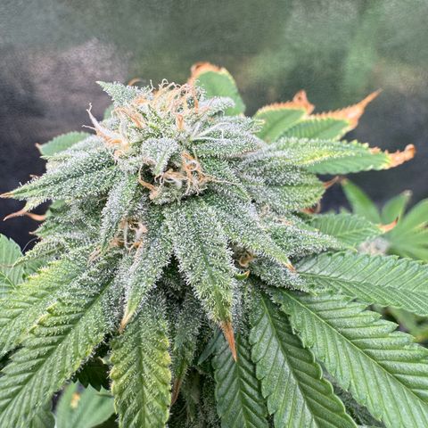 Pink Kush growlog timeline photo
