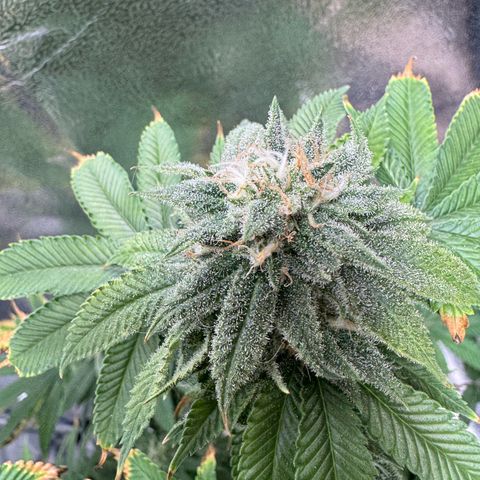 Pink Kush growlog timeline photo