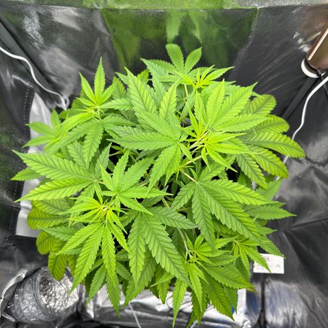 Mimosa x Orange Punch growlog timeline photo