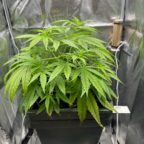 Mimosa x Orange Punch growlog timeline photo