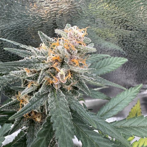 Tangerine Dream growlog timeline photo