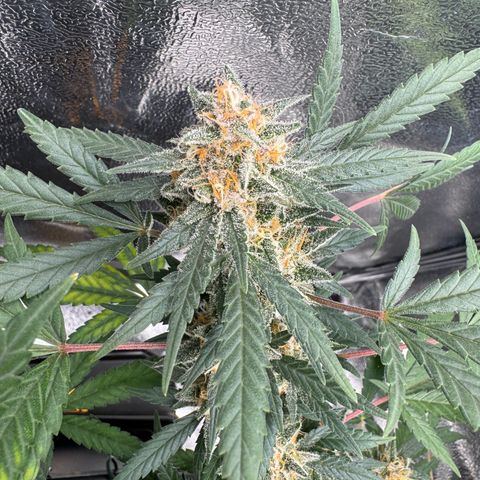 Tangerine Dream growlog timeline photo