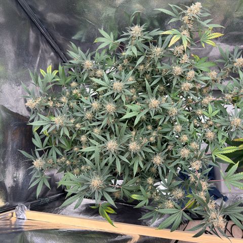 Tangerine Dream growlog timeline photo