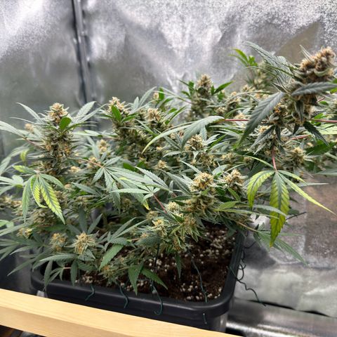 Tangerine Dream growlog timeline photo