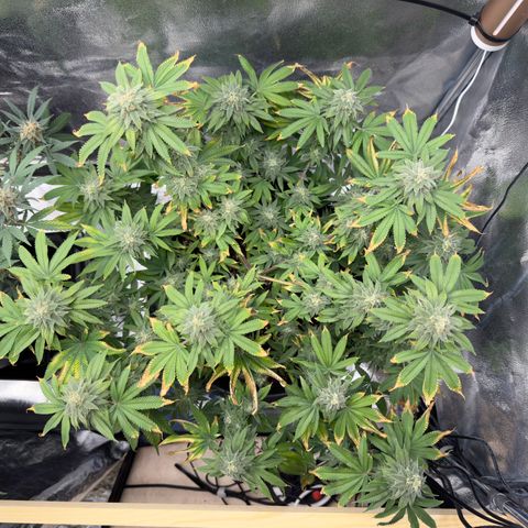 Pink Kush growlog timeline photo