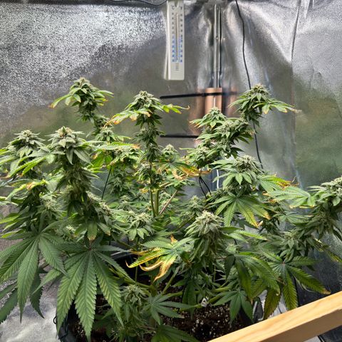 Pink Kush growlog timeline photo