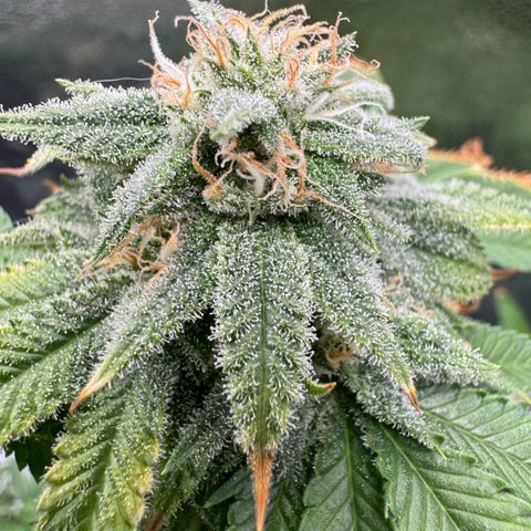 Pink Kush growlog timeline photo