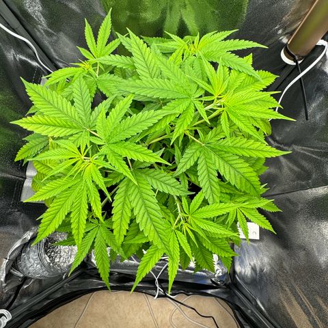 Mimosa x Orange Punch growlog timeline photo