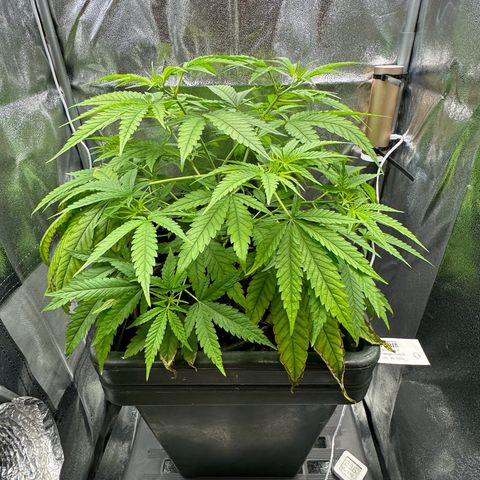 Mimosa x Orange Punch growlog timeline photo