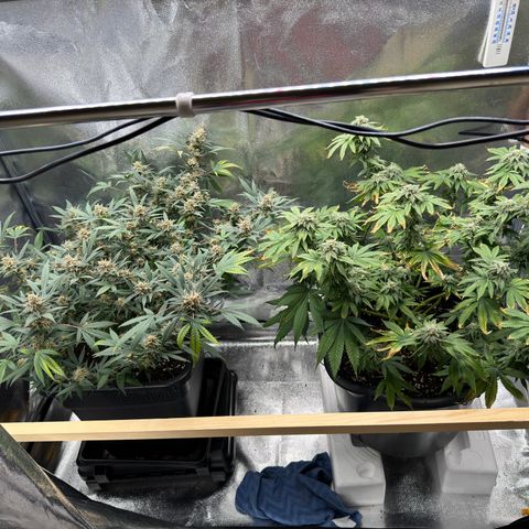 Tangerine Dream growlog timeline photo