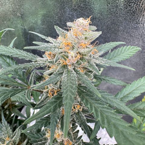 Tangerine Dream growlog timeline photo