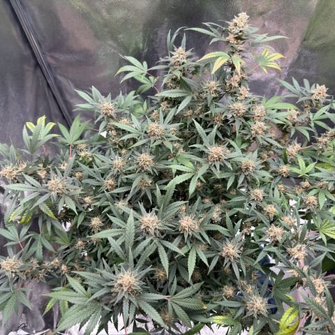 Tangerine Dream growlog timeline photo