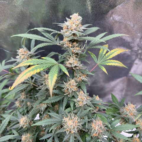 Tangerine Dream growlog timeline photo