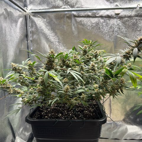 Tangerine Dream growlog timeline photo