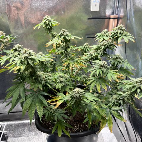 Pink Kush growlog timeline photo