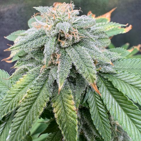 Pink Kush growlog timeline photo