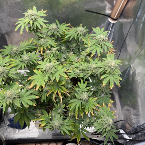 Pink Kush growlog timeline photo