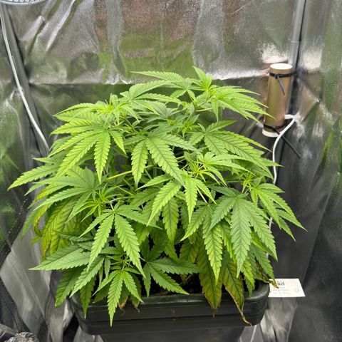 Mimosa x Orange Punch growlog timeline photo