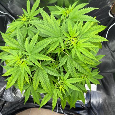 Mimosa x Orange Punch growlog timeline photo