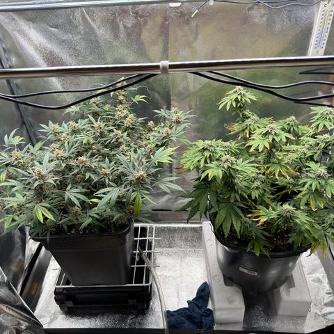 Tangerine Dream growlog timeline photo