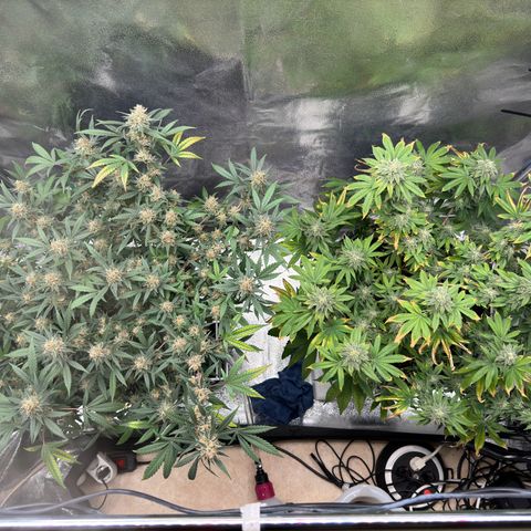 Tangerine Dream growlog timeline photo