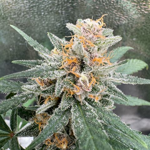 Tangerine Dream growlog timeline photo