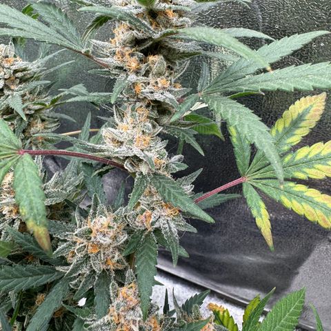 Tangerine Dream growlog timeline photo