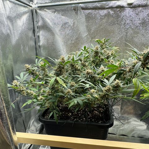 Tangerine Dream growlog timeline photo