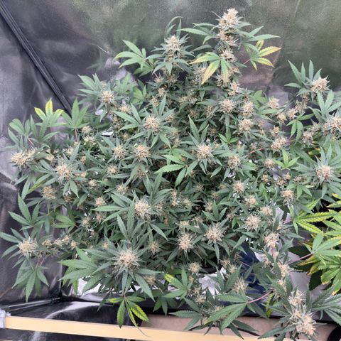 Tangerine Dream growlog timeline photo