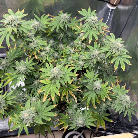 Pink Kush growlog timeline photo