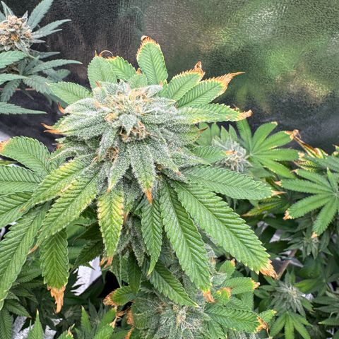 Pink Kush growlog timeline photo