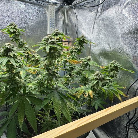 Pink Kush growlog timeline photo