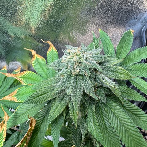 Pink Kush growlog timeline photo
