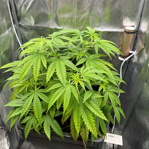 Mimosa x Orange Punch growlog timeline photo