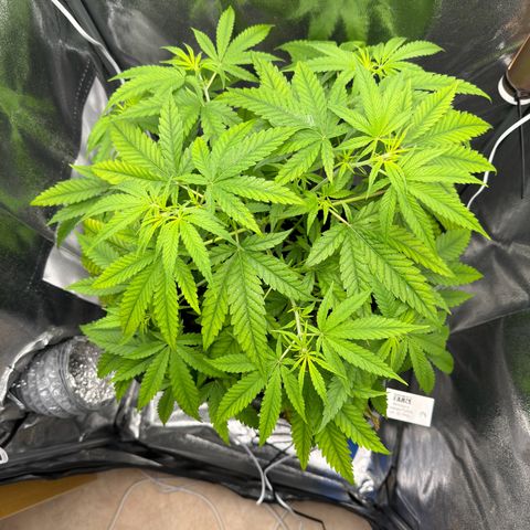 Mimosa x Orange Punch growlog timeline photo