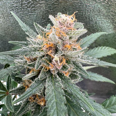 Tangerine Dream growlog timeline photo