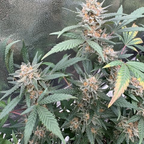 Tangerine Dream growlog timeline photo
