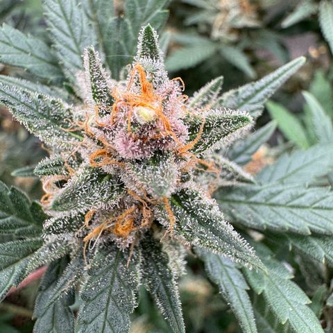 Tangerine Dream growlog timeline photo