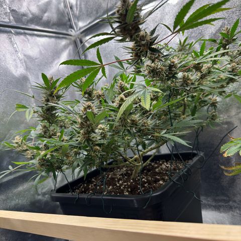 Tangerine Dream growlog timeline photo