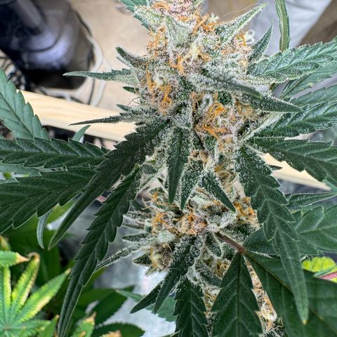 Tangerine Dream growlog timeline photo