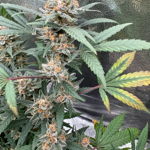 Tangerine Dream growlog timeline photo