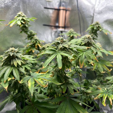 Pink Kush growlog timeline photo