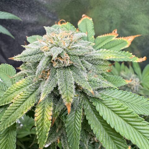 Pink Kush growlog timeline photo