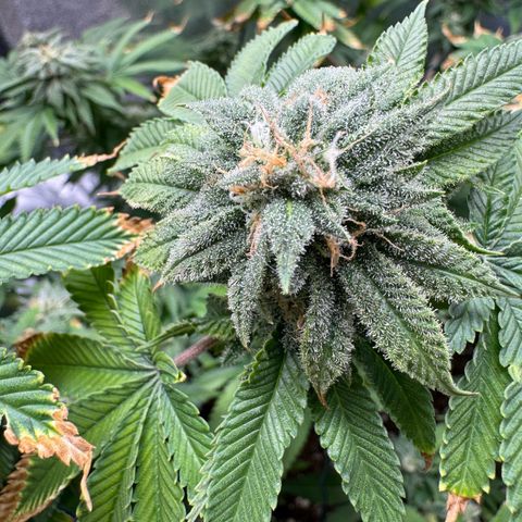 Pink Kush growlog timeline photo