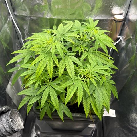 Mimosa x Orange Punch growlog timeline photo