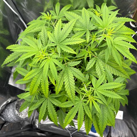 Mimosa x Orange Punch growlog timeline photo