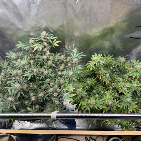Tangerine Dream growlog timeline photo
