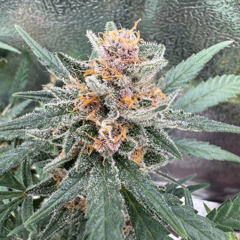 Tangerine Dream growlog timeline photo