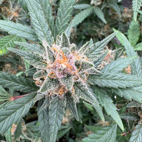 Tangerine Dream growlog timeline photo