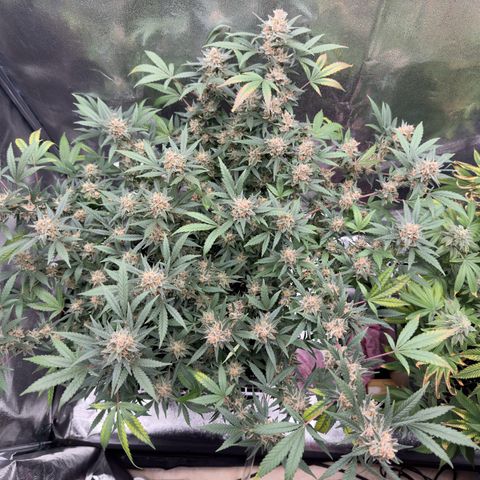 Tangerine Dream growlog timeline photo